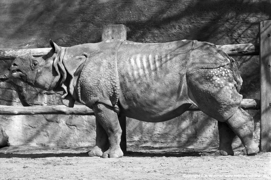 Nashorn im Tierpark Hagenbeck (d.i. Hamburger Zoo)